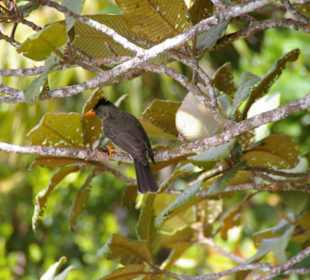 Bulbul - oft zu hören, selten zu sehen