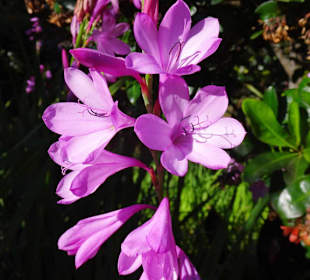 Eindrücke vom Rundgang durch Blandy´s Garden