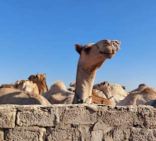 Kamelmarkt El Shalateen