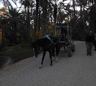 Palmenoase / Datteln in Tunesien