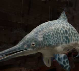 Ichtyosaurier / Fischsaurier lebten in  Schwaben