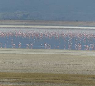 Tausende Flamingos - ein Augenschmaus