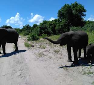 Elefanten im Chobe Nationalpark
