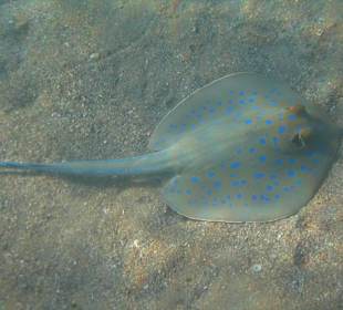 Blaupunktrochen