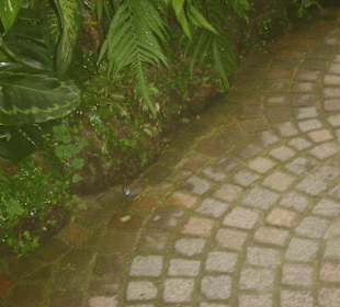 Auf dem Boden laufende Wachtelkücken