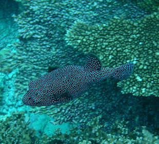 Am Riff des Hotel Madoogali