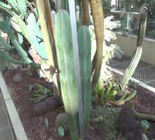 Real Jardín Botánico de Madrid