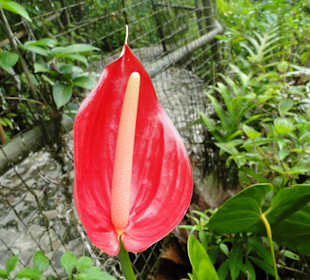 Poring Hot Springs - Schmetterlingsgarten