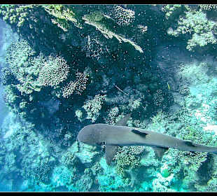 Schnorcheln Marsa Alam