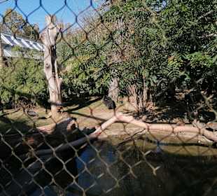 Zoologischer Garten Prag