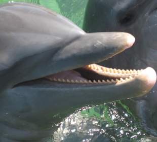 Delphin in Nahaufnahme