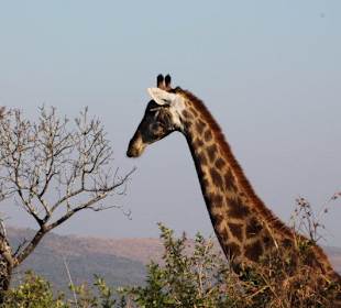 Hluhuwe Wildpark