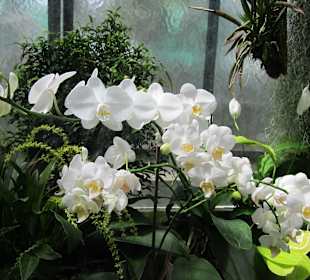 Orchidenhaus