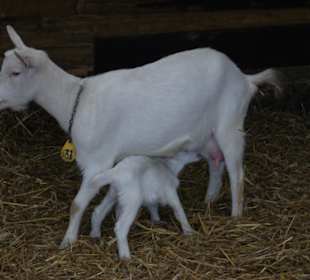Ziegenmutter mit Zicklein