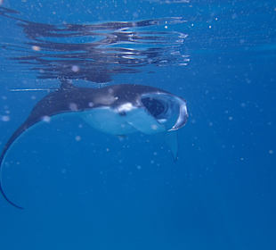 Manta auf der Manta-Safari