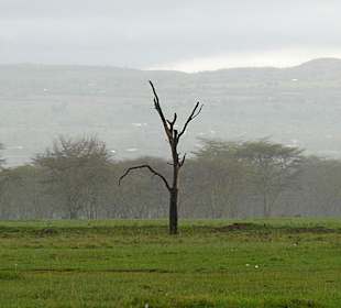 Tristess am Nakuru