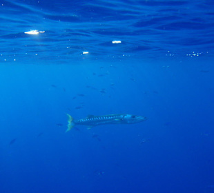 Hausriff Hotel Tulip Resort