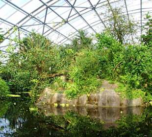 In der Masoala-Regenwald-Halle