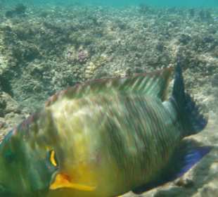 Superfisch am Hausriff