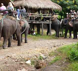 Maetang Elephant Camp