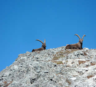 Steinböcke bei der Wanderung mit der Chefin