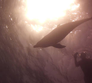 Delfine im Roten Meer