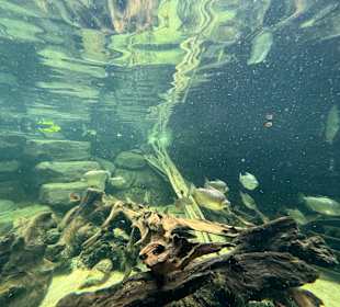 Aquazoo Löbbecke Museum Düsseldorf