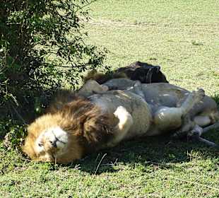 Sonne, ich bin satt, ist das Leben nicht schön