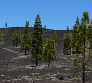 Dem Chinyero-Vulkan ganz nahe