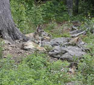 Nationalpark BW Neuschönau