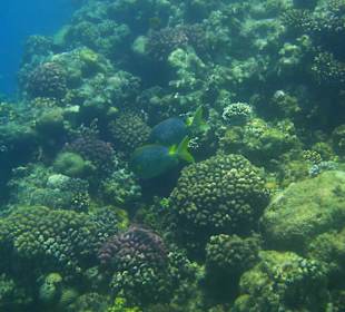 Am Hausriff unterwegs