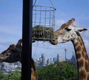Taronga Zoo