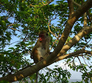 Elefantenreiten Sigiriya