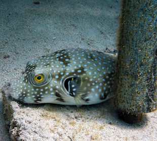 Weißflecken-Kugelfisch