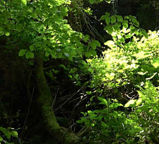 Griesbacher Wasserfälle Bad Griesbach