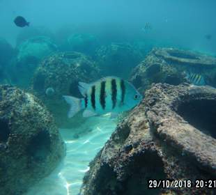 Schnorcheln Bayahibe