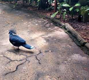 Singapur Zoo
