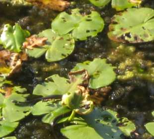 Eine kleine schwarze Schlange
