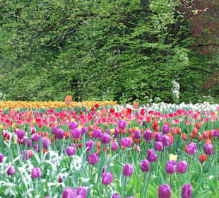 Tulpen in allen Farben