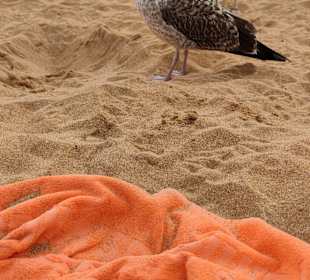 Praia de Nossa Senhora da Rocha
