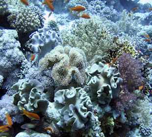 Nurkowanie w Sharm el Sheikh - podwodne życie