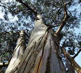 Eukalyptusbäume im Parque da Cicade