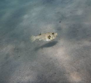"Jetzt aber ´mal "dicke Backen" machen
