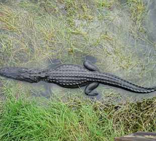 Cyprress National Preserve