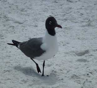 Immer auf der Suche nach einem Leckerbissen