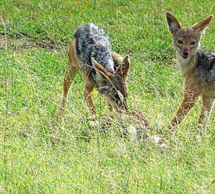 Er hat uns entdeckt und beobachtet uns!
