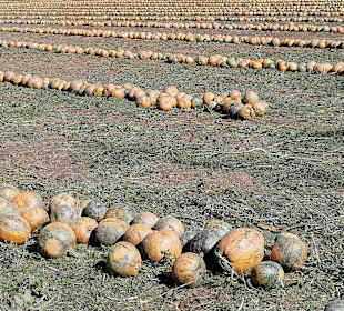 Wandern Bad Radkersburg