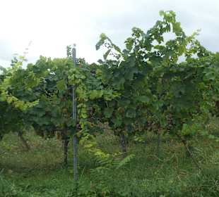 Bei unseren Wanderungen bei Rüdesheim