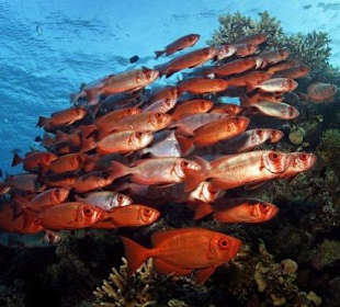 Hausriff 10m vom Steg entfernt