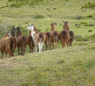 Lamas zahm, man konnte richtig nah ran